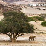 Elefanti del deserto