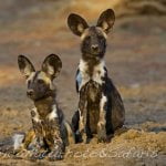 Wildogs Botswana