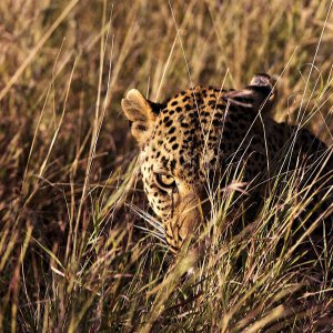 leopardo in agguato