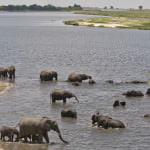 Chobe river 34