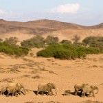 Elefanti del deserto della Namibia