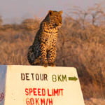 Leopardo-Etosha