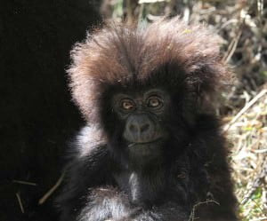 Cucciolo di gorilla