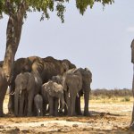 Elefanti a riposo 86