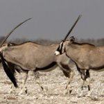 Gruppo Oryx 19