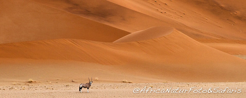 Deserto e Oryx 59