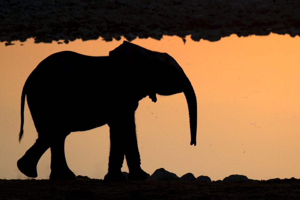 Elefantino di Mfuwe