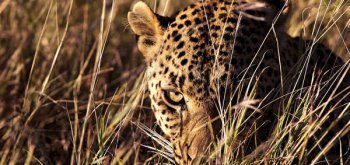 leopardo in agguato