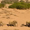 Elefanti del deserto della Namibia