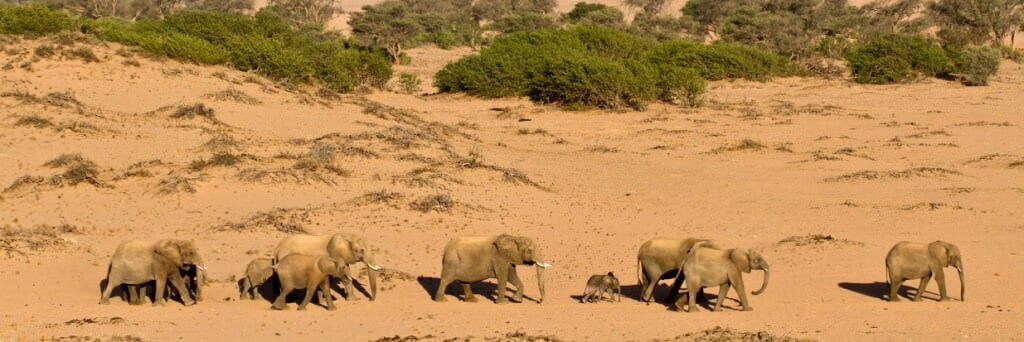 Elefanti del deserto della Namibia