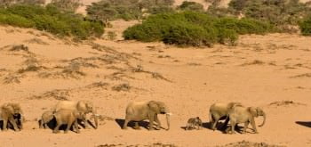 Elefanti del deserto della Namibia