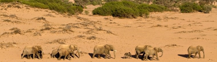 Elefanti del deserto della Namibia