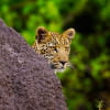 Zambia, Leopardo nel Parco Sud Luangwa