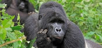il gorilla pensatore