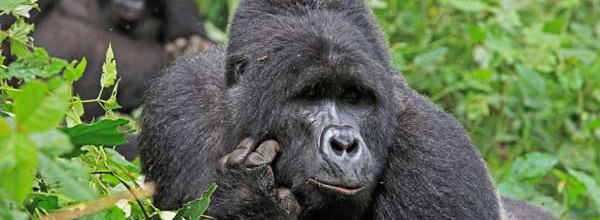 il gorilla pensatore