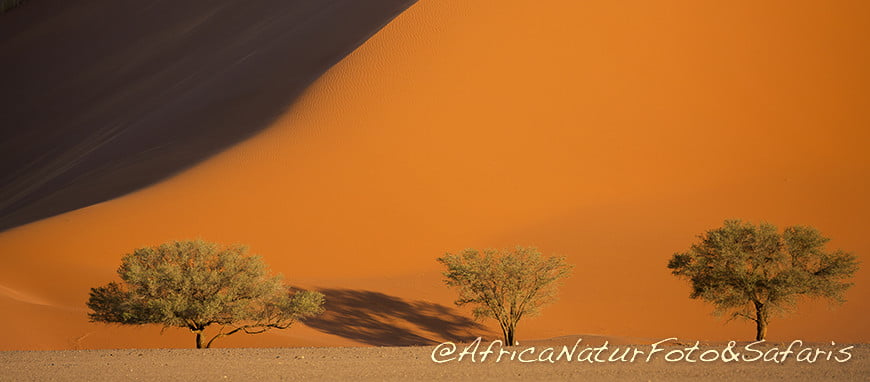 Alberi e Duna Parco Namib 26