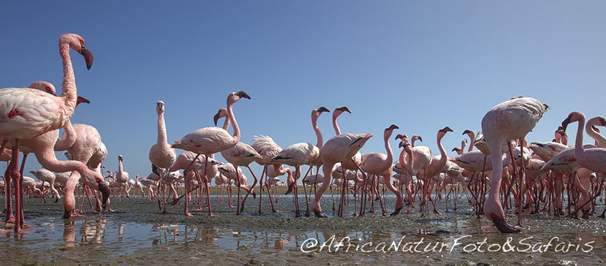 Fenicotteri Walvis Bay 49