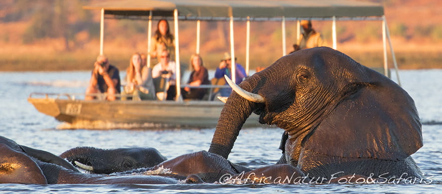 Safari in barca Parco Chobe 74