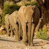 Elefanti del deserto 78