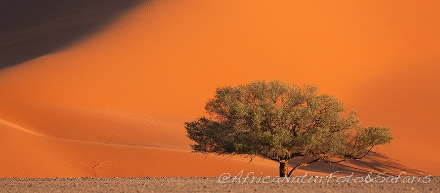 Acacia con duna