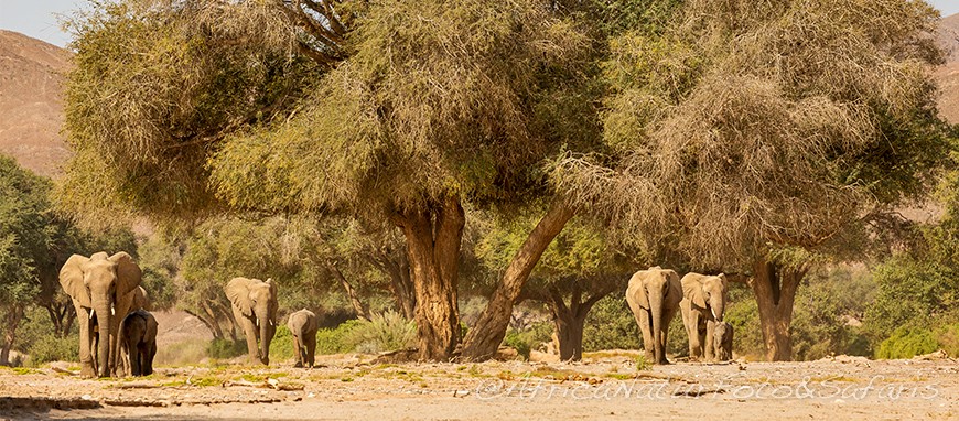 Elefanti del deserto5