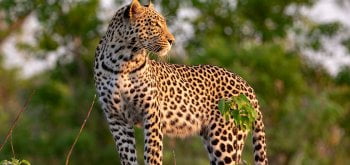 Leopardo