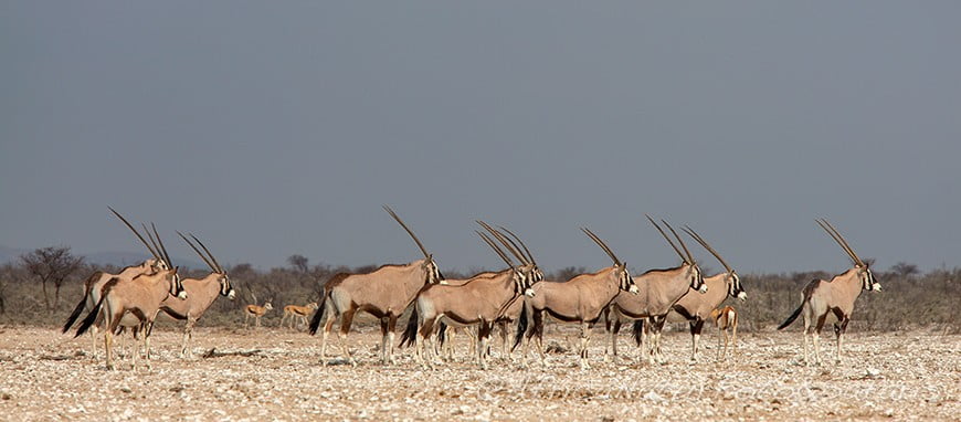 Oryx in Etosha