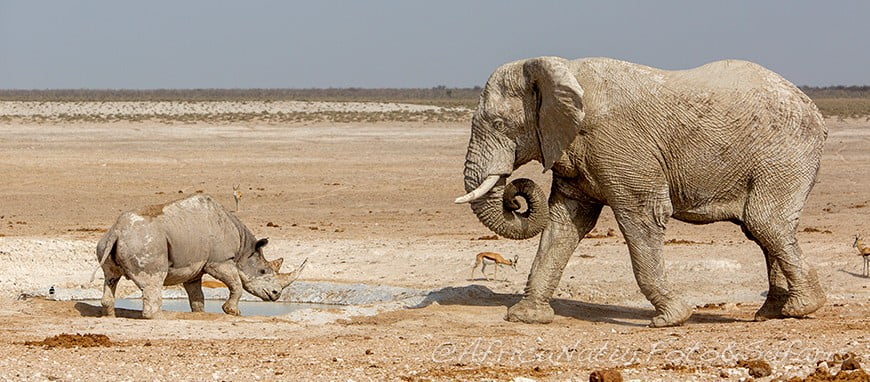 Parco Etosha 4