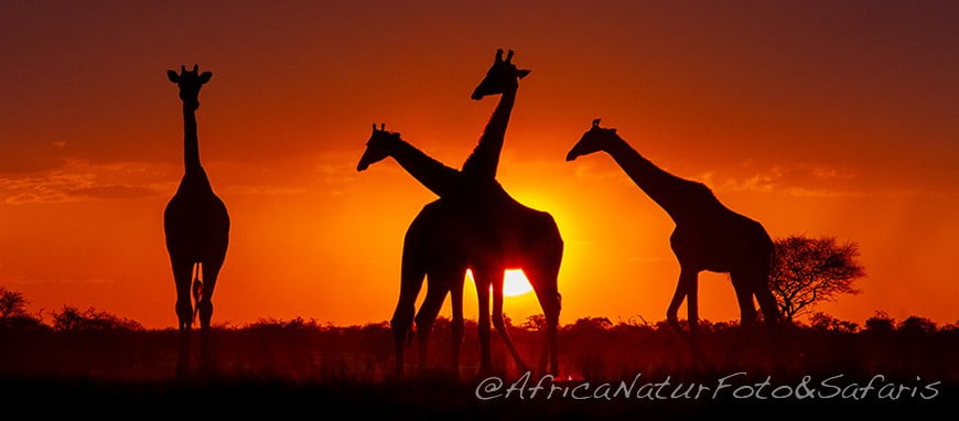 Tramonto etosha