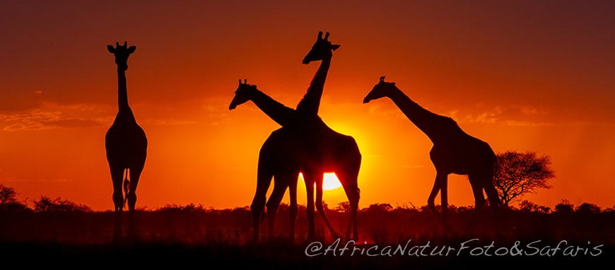 Tramonto etosha