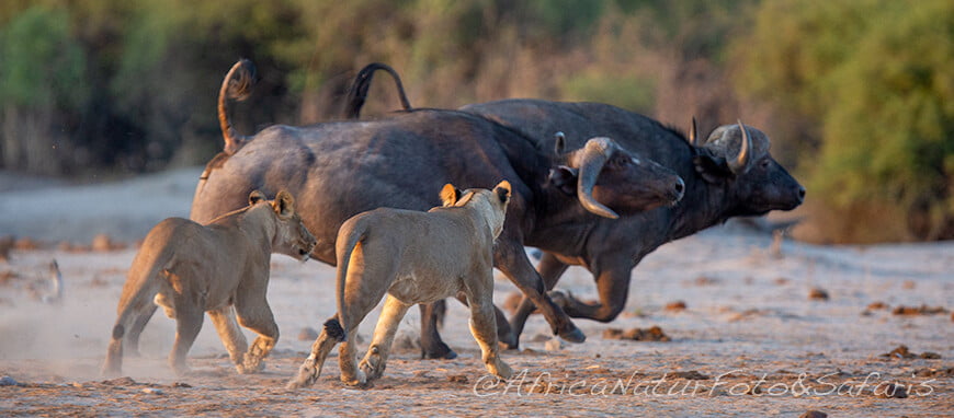 Bufalo leoni