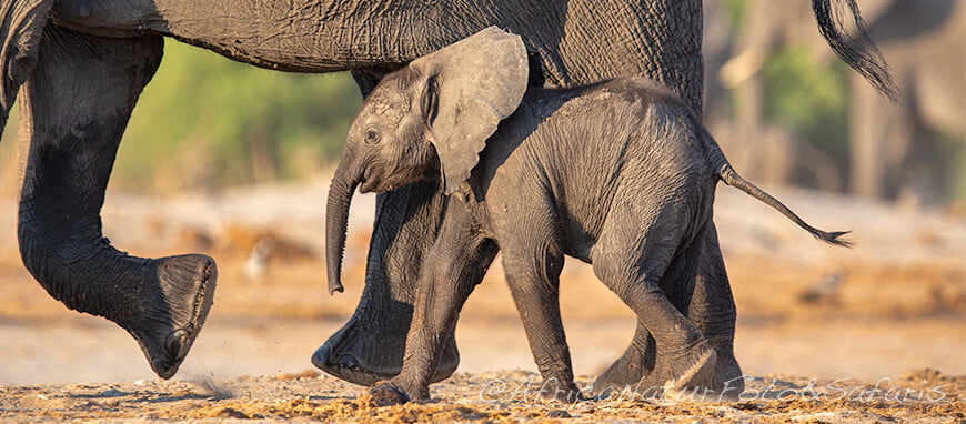 Cucciolo del Chobe 3