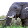 Elefante 4