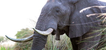 Elefante 4