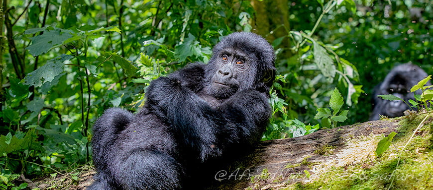 Gorilla di montagna Baby