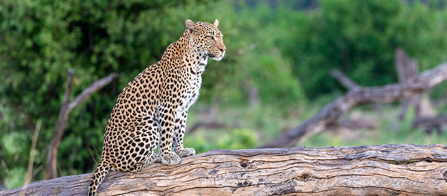 Leopardo 7