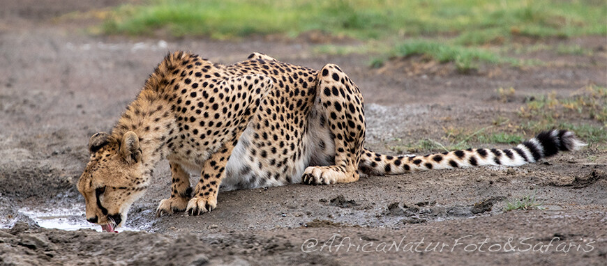 Leopardo 8