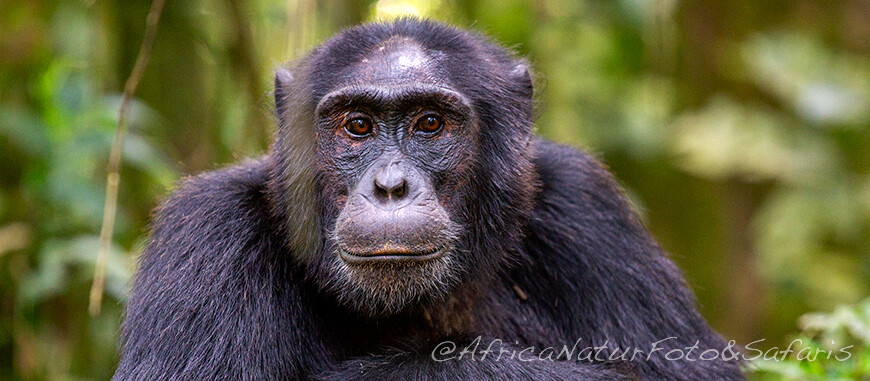 Scimpanzé Kibale Forest