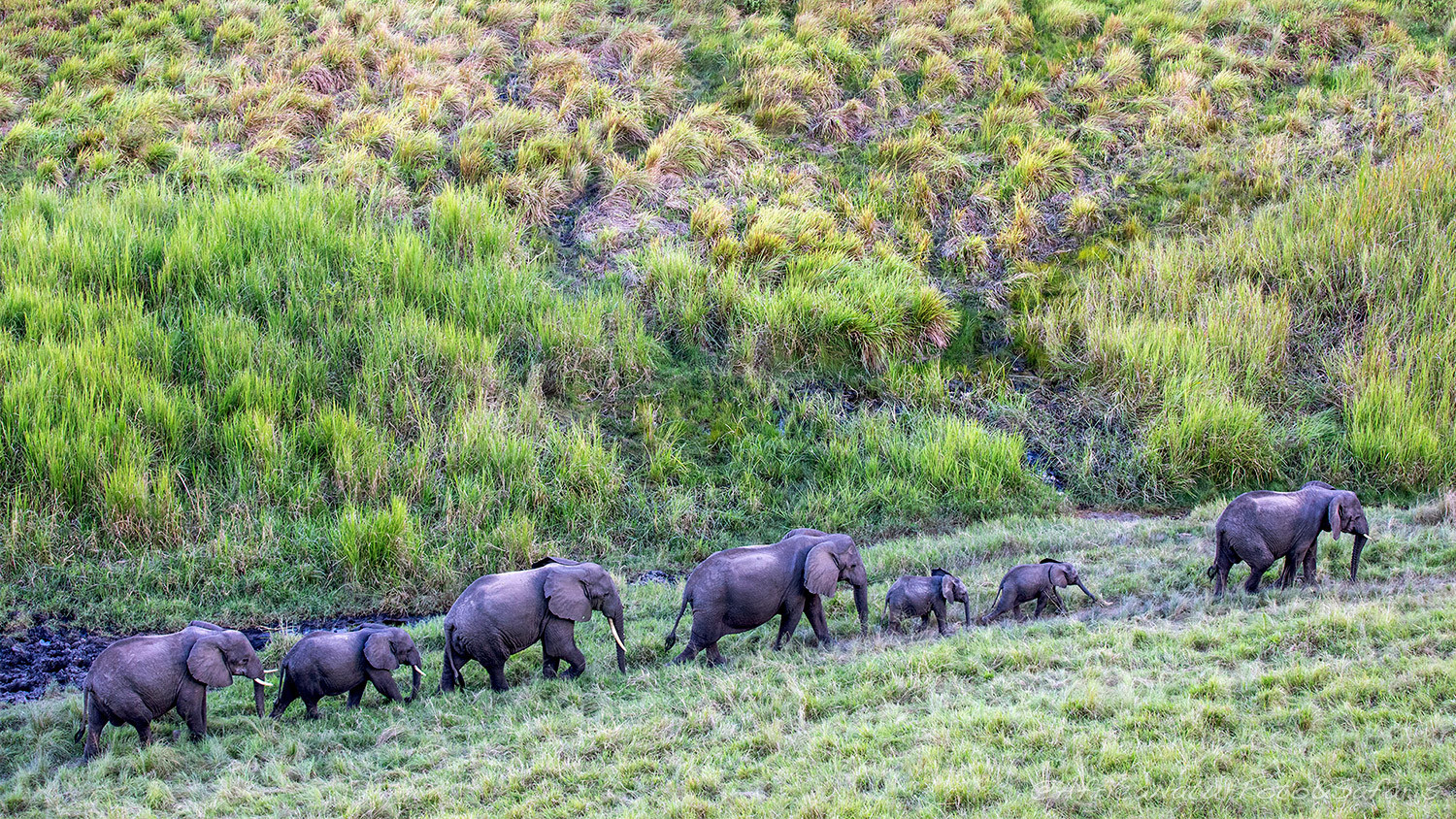 Elefanti Uganda 1