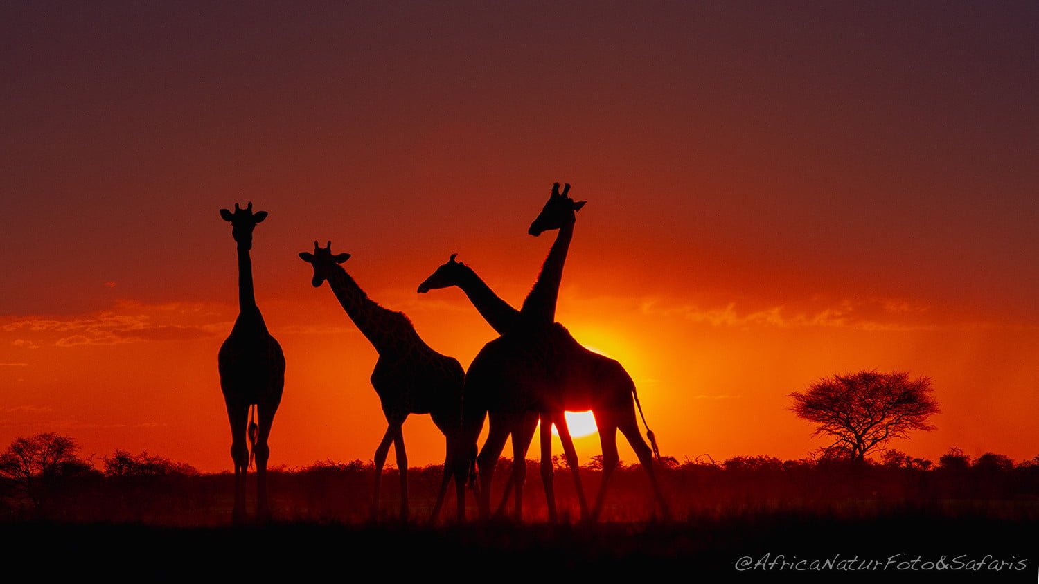 Giraffe Etosha 2 1