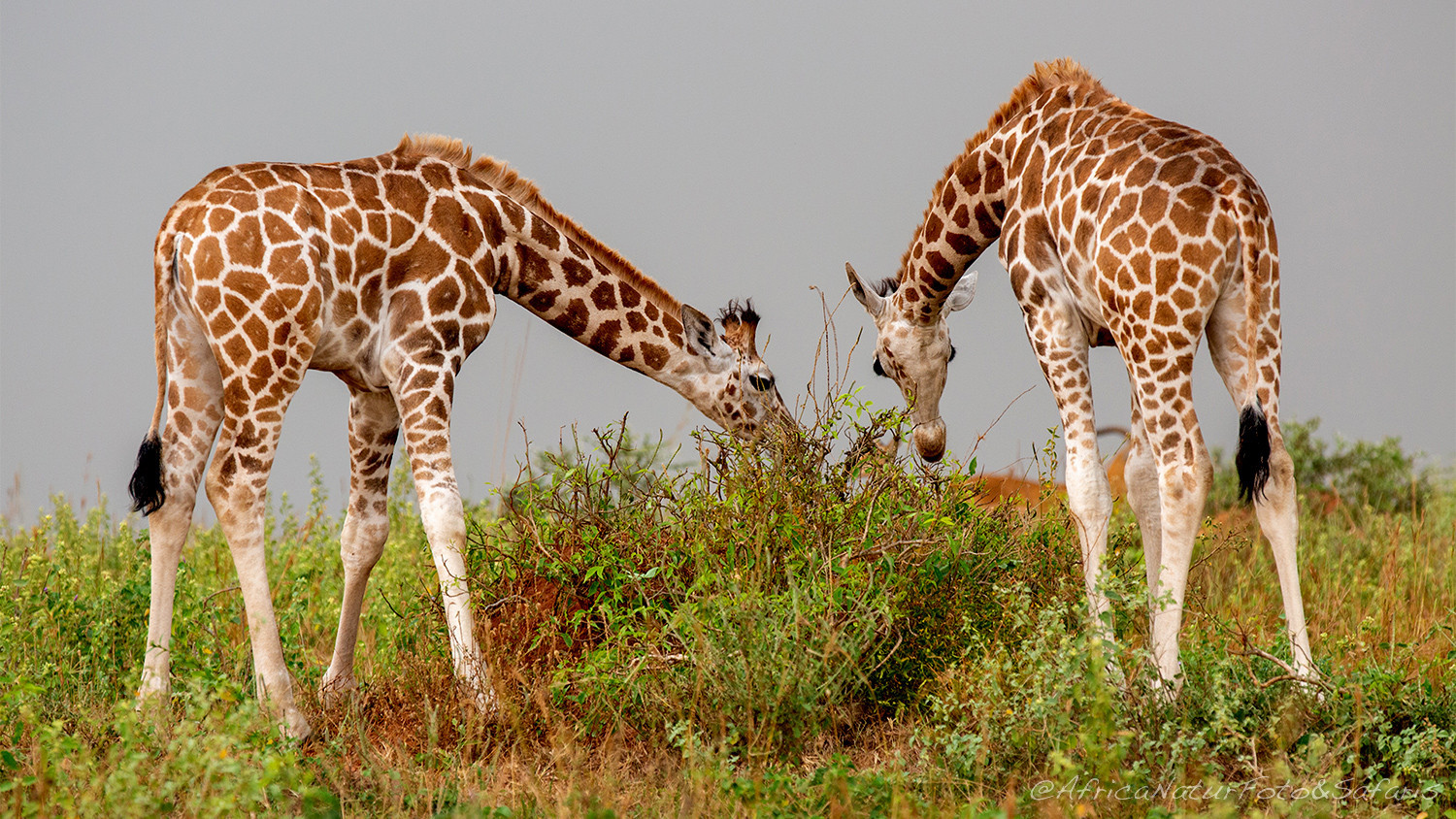 Giraffe Uganda 5