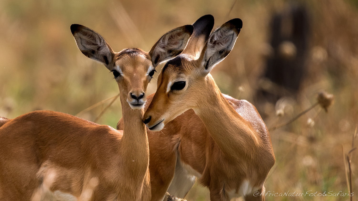 Impala 8