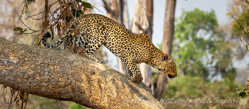 Leopardo 12