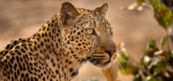 Leopardo 53