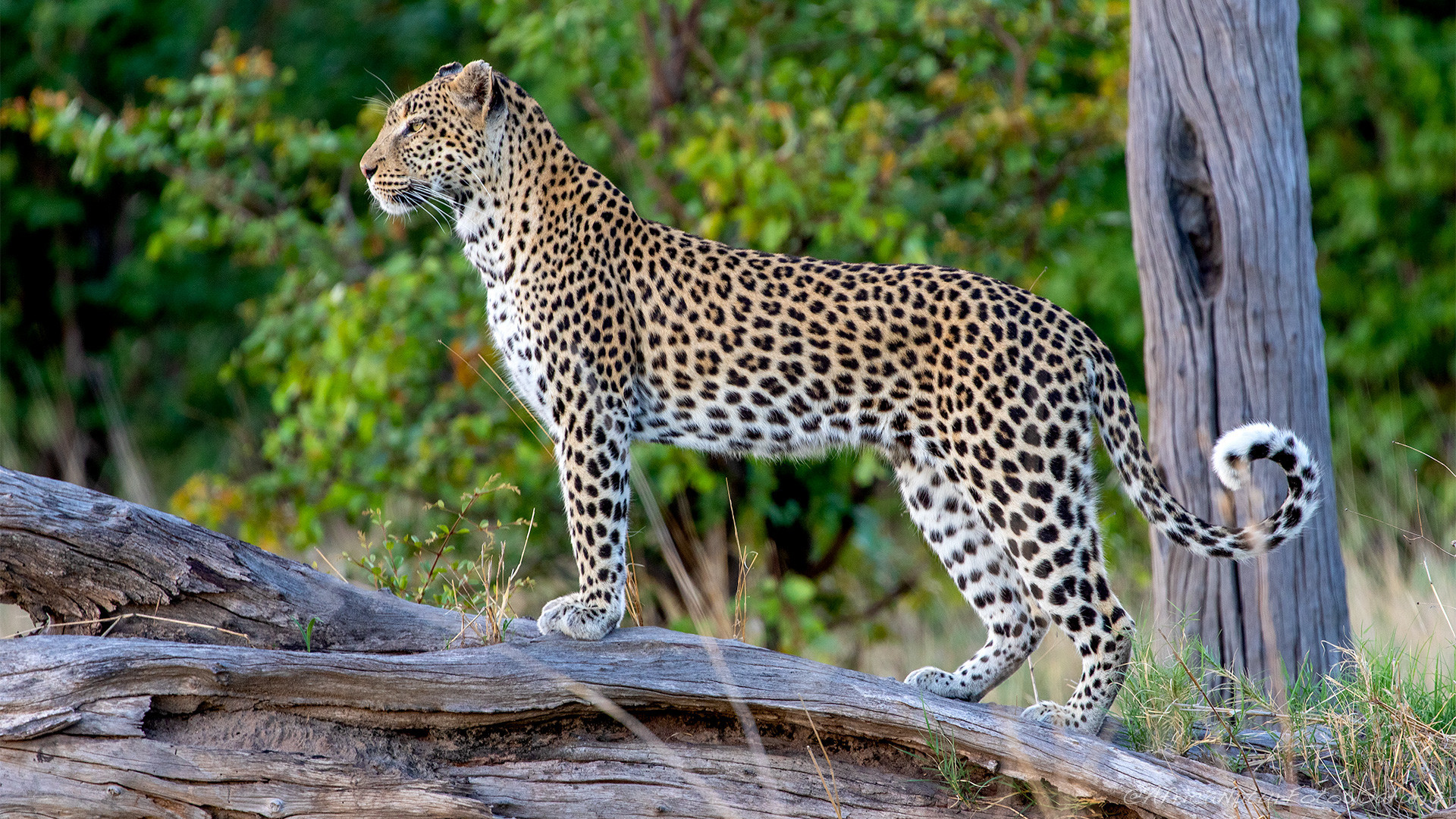 Leopardo 7 1