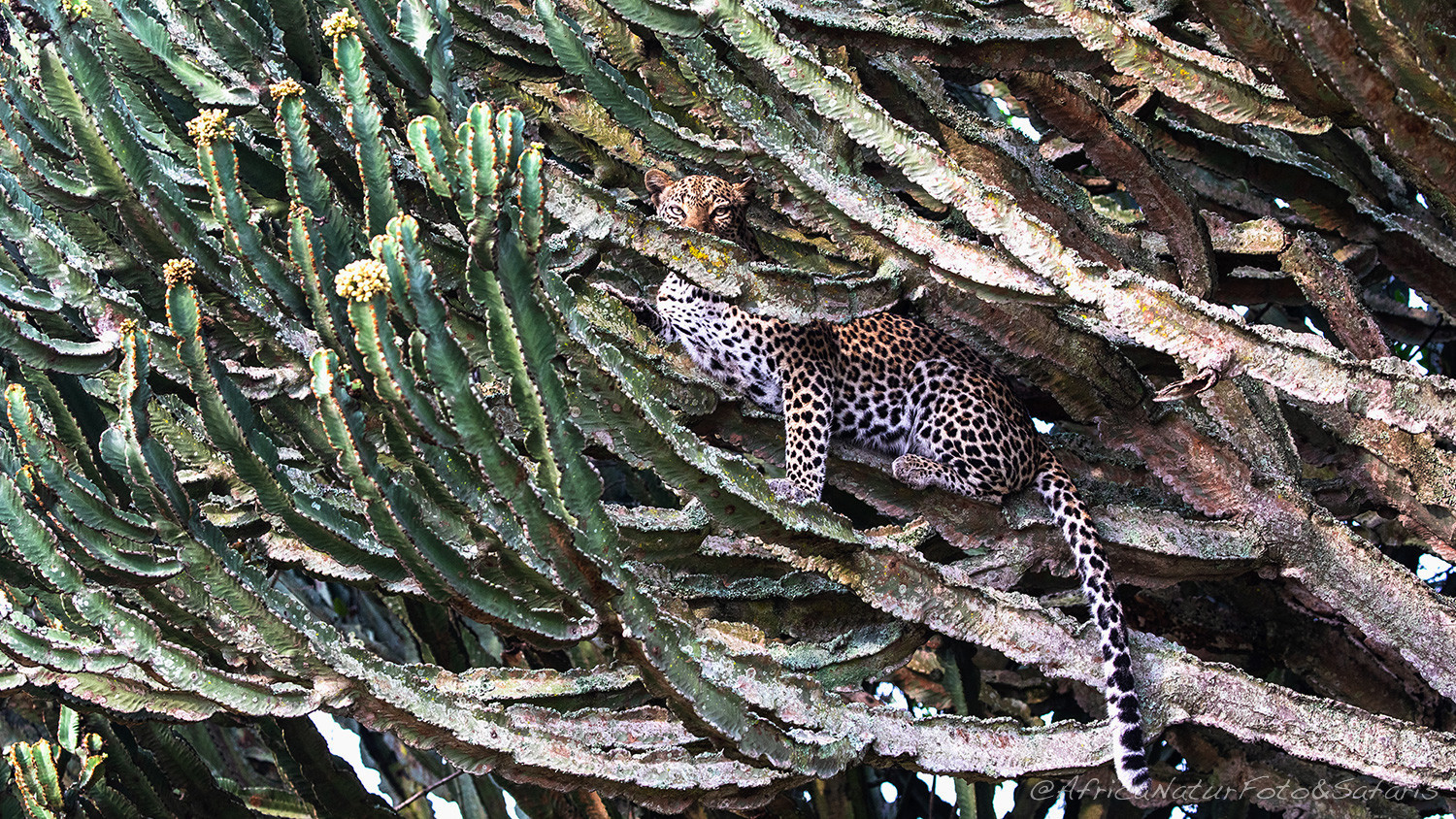 Leopardo Uganda 5