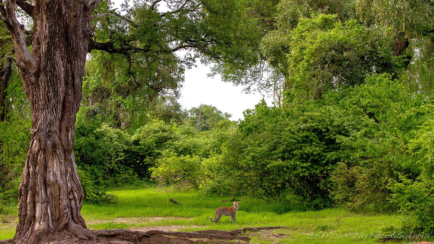 Leopardo Zambia 28