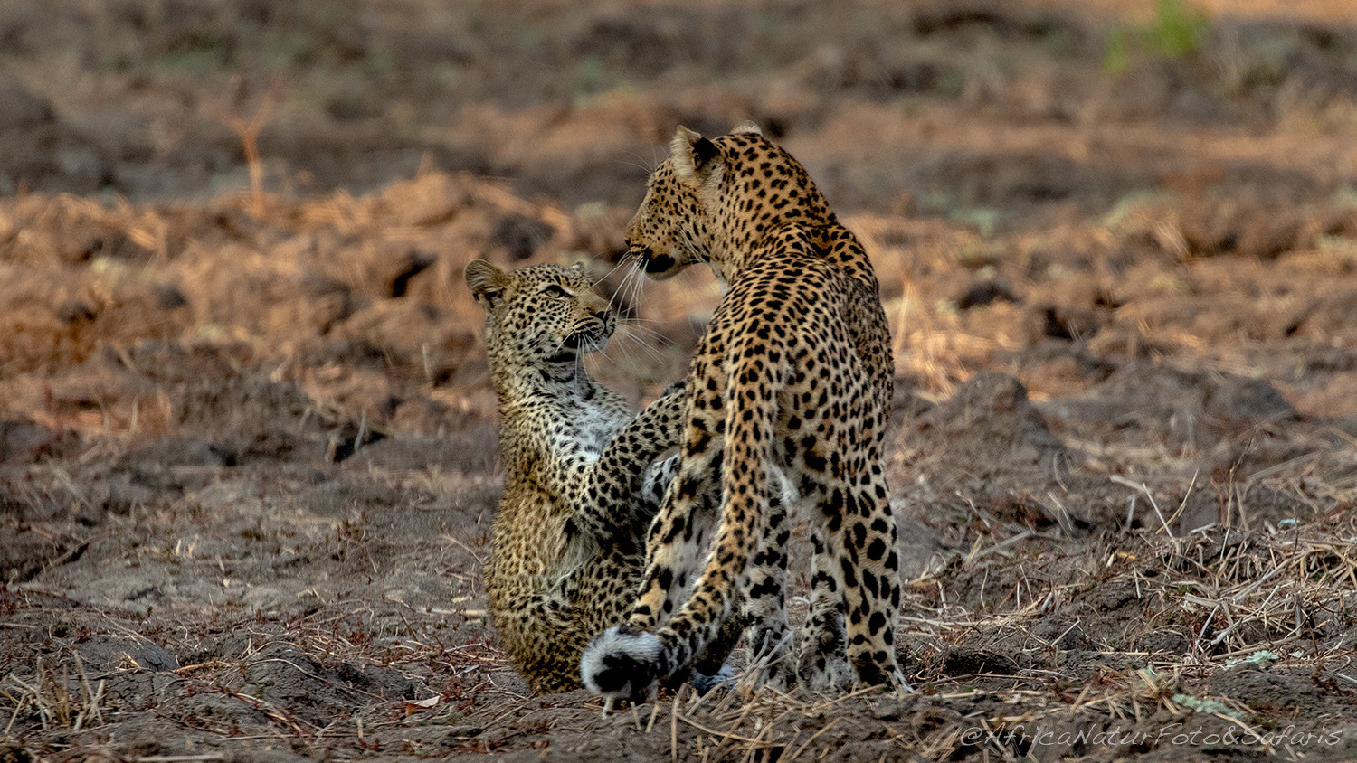 Leopardo con cucciolo 9