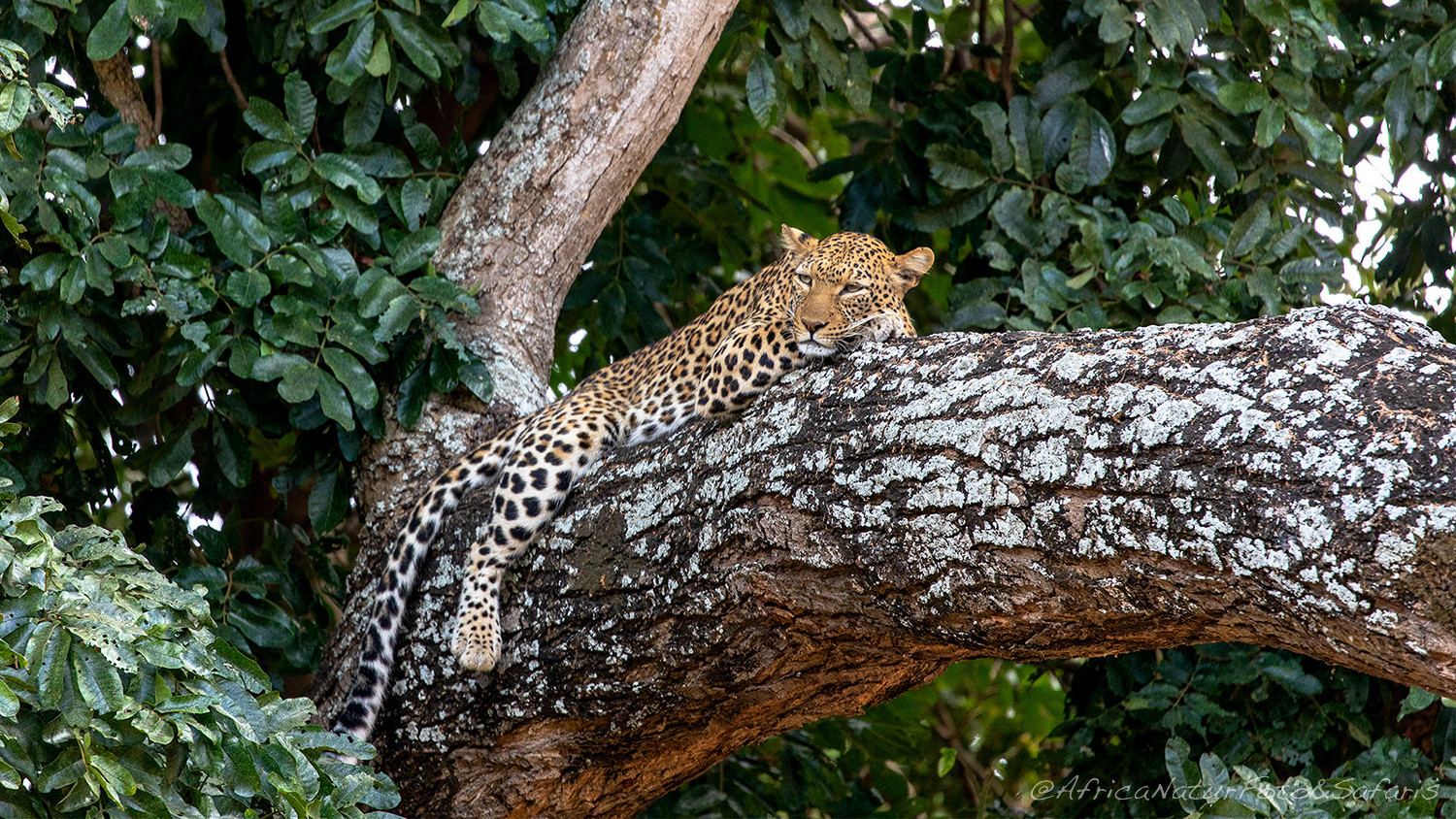 Leopardo sonnolento 1 1