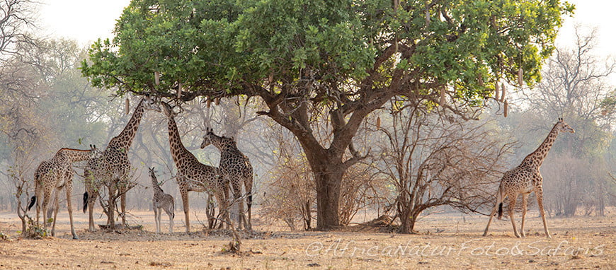 Parco Sud Luangwa 3